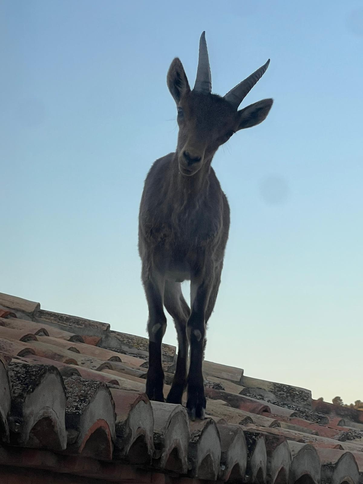Galería gráfica de Las cabras voladoras de Jérica