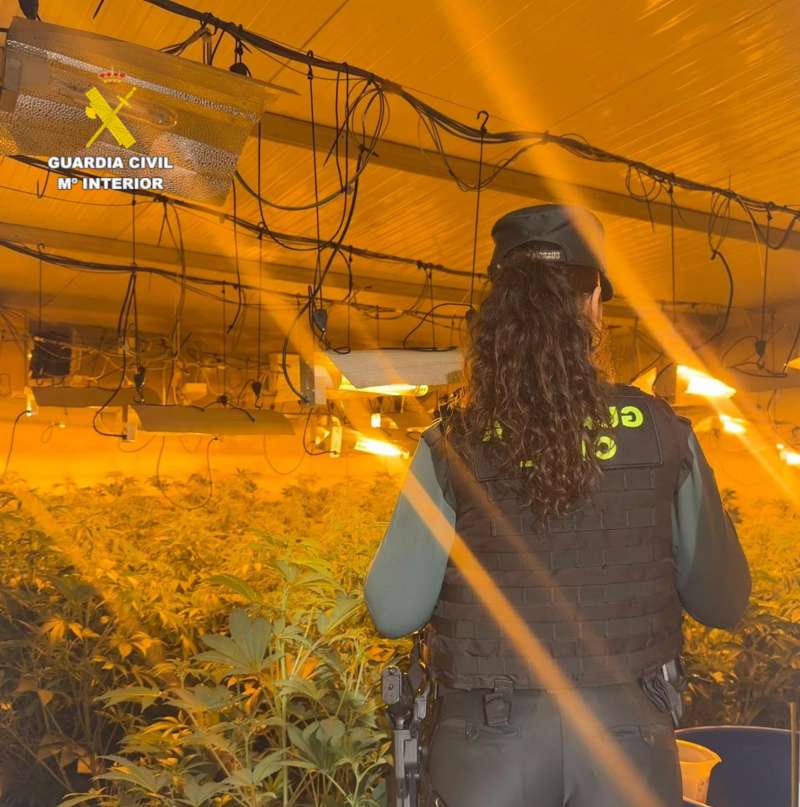 Imagen de la plantaci�n desmantelada en Benicarl�.  EFE
