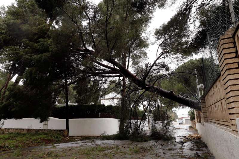 Imagen de archivo de un árbol caído a consecuencia del viento. EFE/Juan Carlos Cárdenas/Archivo