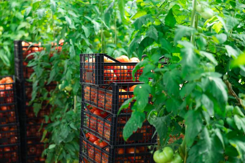 Entre todas las hortalizas, el tomate de la cooperativa benicarlanda sigue siendo una de las grandes estrellas de la campaa. EPDA