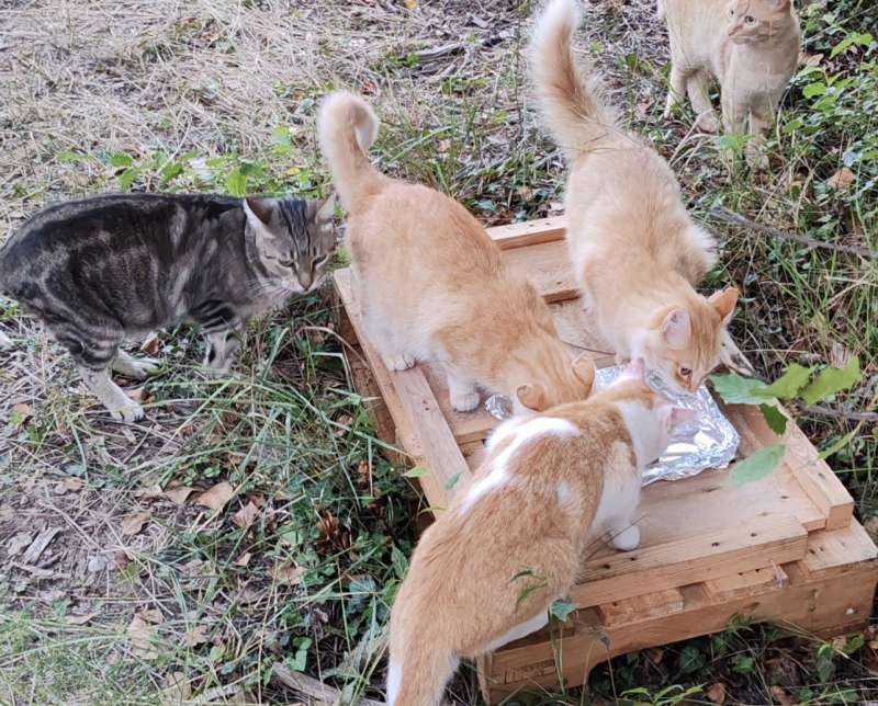 colonia felina de Caudiel alimentandose. EPDA