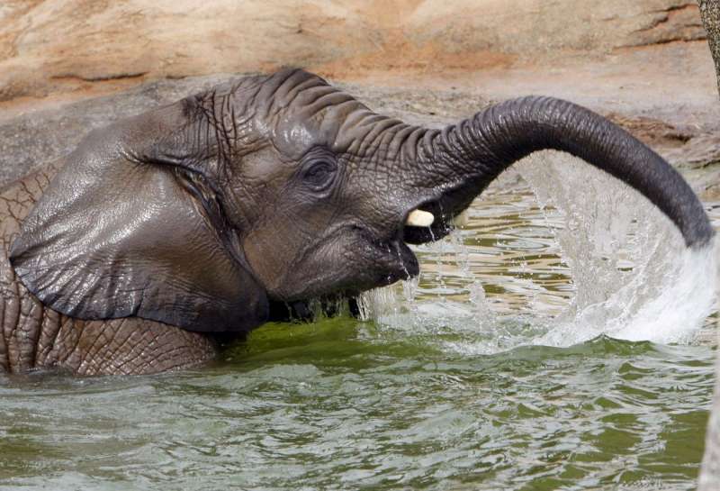 Jambo, un ejemplar de elefante africano de cinco aÃ±os, ha llegado a las instalaciones del Bioparc en Valencia. /EFE