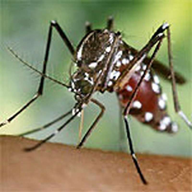 Imagen de un mosquito tigre. /EFE
