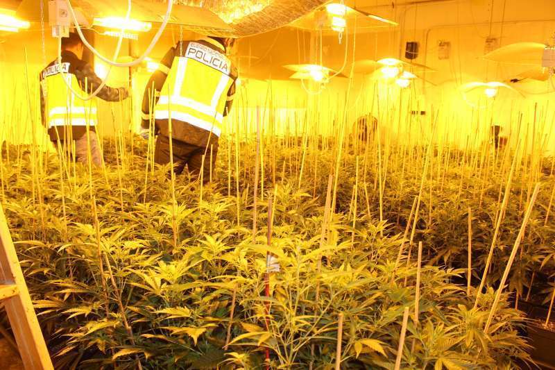 Una plantación de marihuana en interior. Imagen de archivo. 