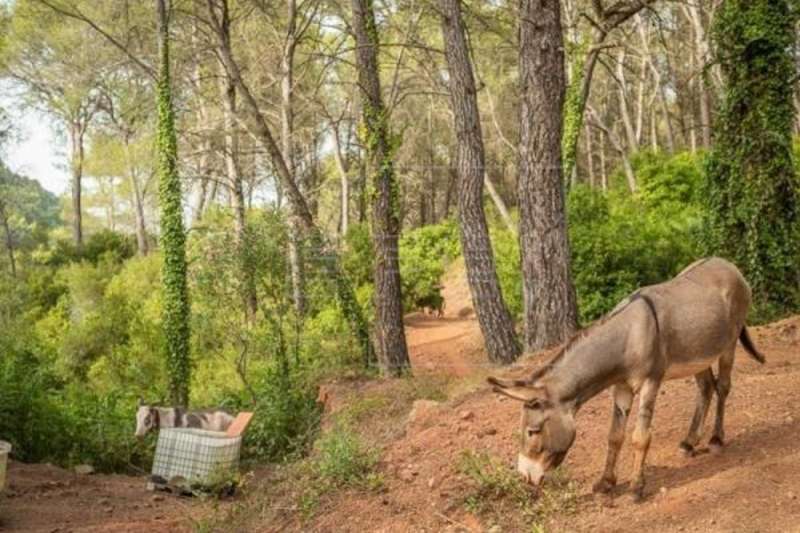 Uno de los burros que formaban parte de una iniciativa de limpieza de bosques para luchar contra los incendios forestales en el Parque Natural del Desierto de las Palmas, en la provincia de CastellÃ³n, en una imagen compartida por la Generalitat en redes al comienzo de la iniciativa. /EFE