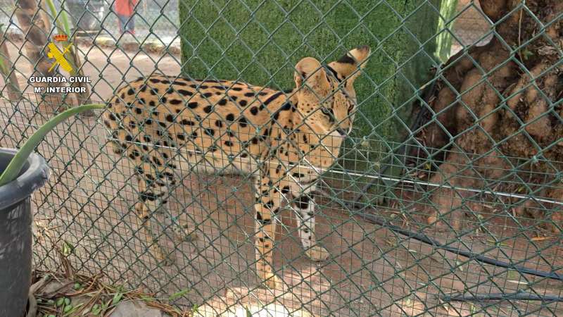 Uno de los animales del zoo desmantelado, en una imagen de la Guardia Civil. EFE