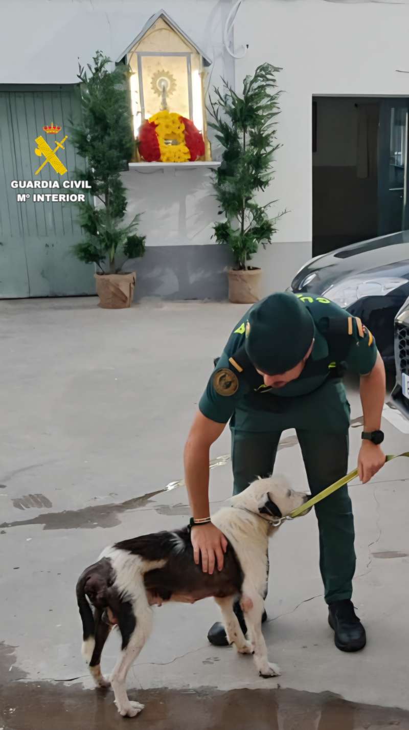 El perro recuperado.
