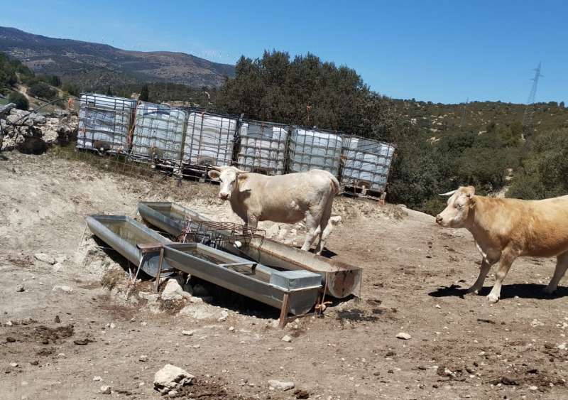 Vacas en Morella. EPDA