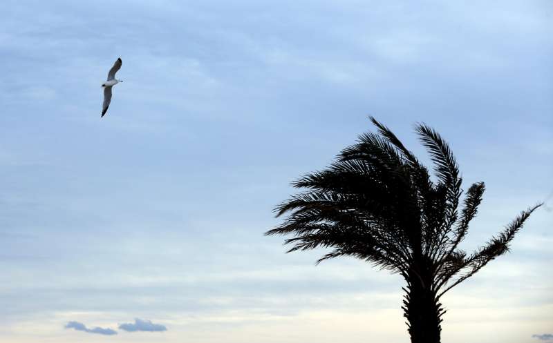 Una gaviota vuela junto a una palmera agitada por el viento. EFE/Kai Försterling/Archivo
