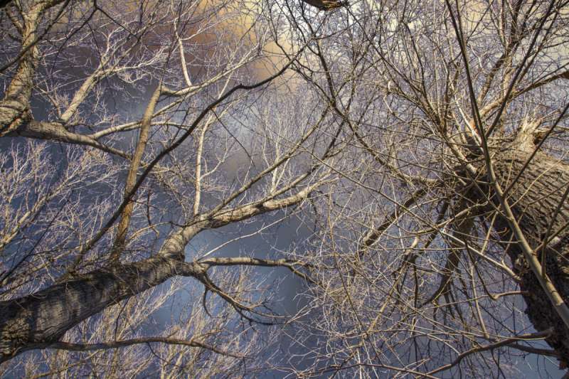 Zona arbolada de Geldo. EPDA