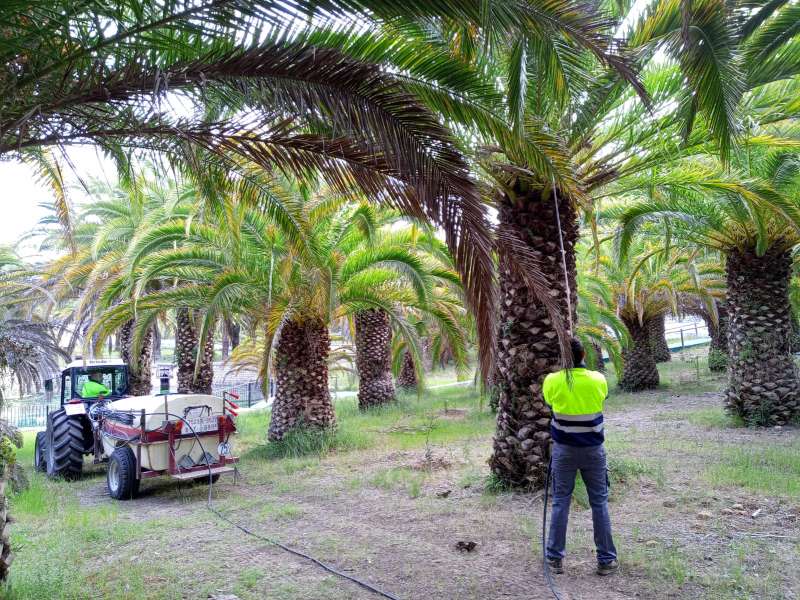 Nuevos tratamientos para las palmeras del manantial de la Esperanza