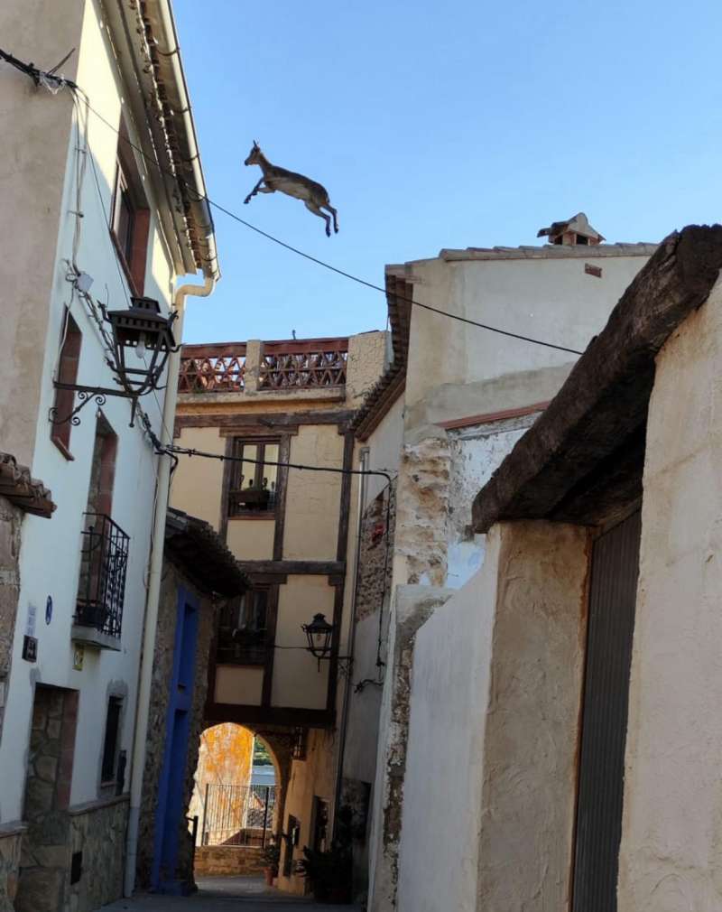 Una de las cabras saltando de un tejado a otro en Jrica. EPDA