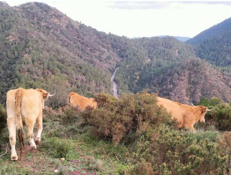 Animales pastoreando los montes de Vall de Almonacid. EPDA