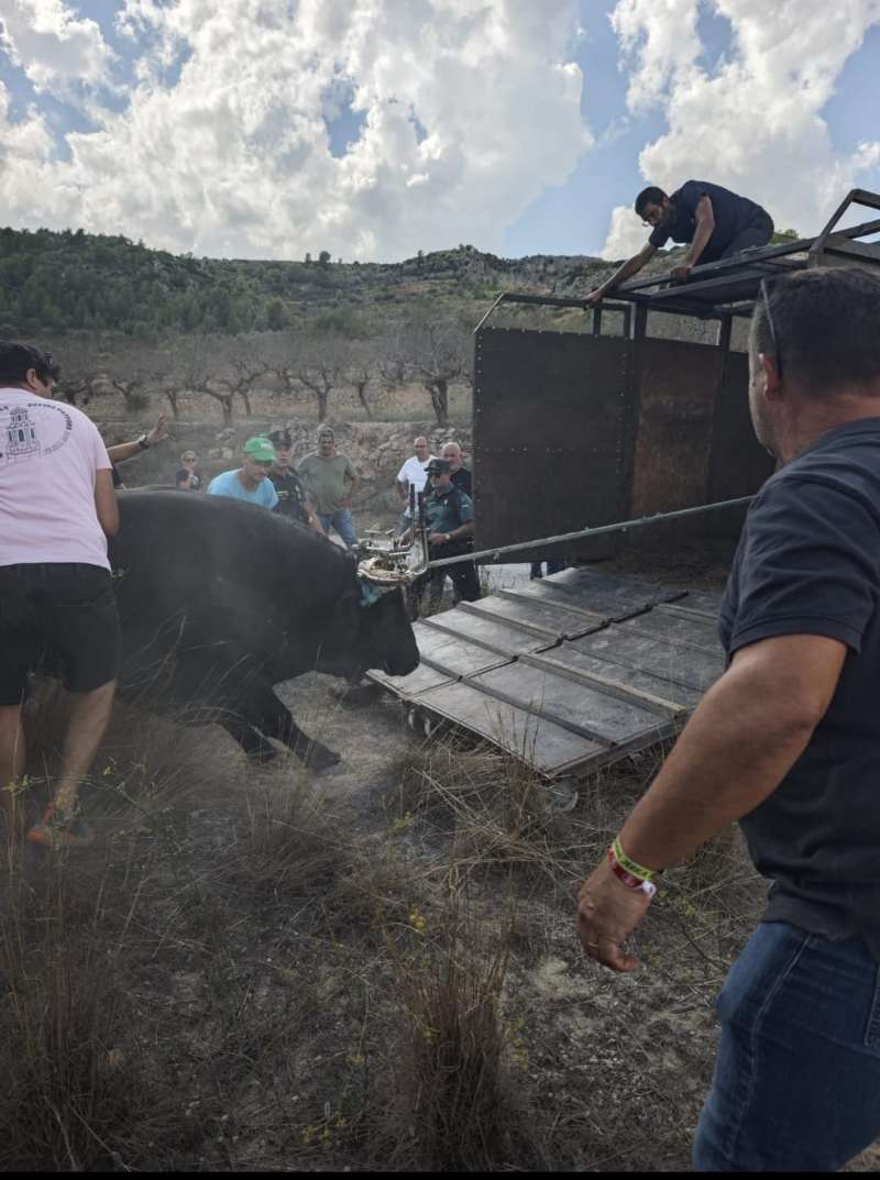 Imagen del toro entrando al camin tras ser localizado.  EPDA 