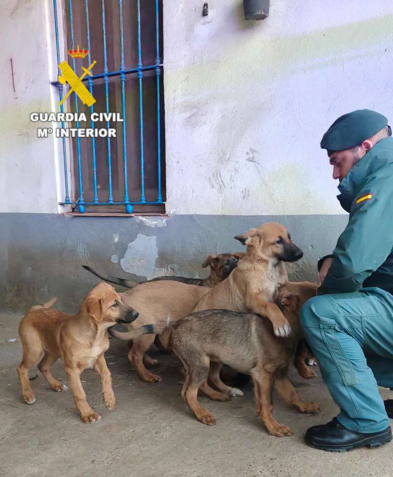 Un agente del Servicio de Protecci�n de la Naturaleza (Seprona) de la Guardia Civil con perros recuperados.  EFE
