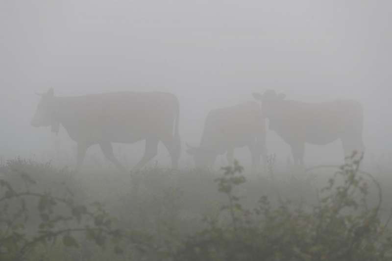 Imagen de archivo de varias vacas pastando, entre la niebla. EFEEliseo Trigo