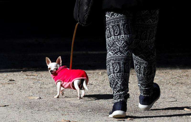 Una persona pasea a su perro, bien abrigado por la bajada de temperaturas. EFE/Archivo
