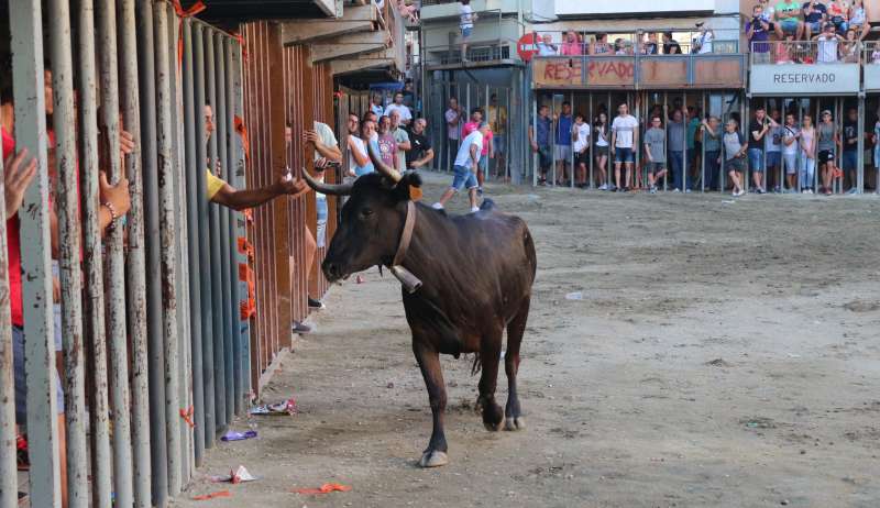 Los toros tampoco entran este año en el calendario festivo de Geldo