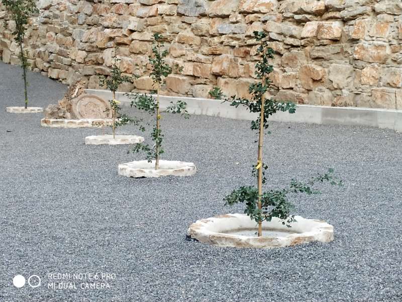 Plantación de cuatro ejemplares de Ginkgo Biloba en Montán.