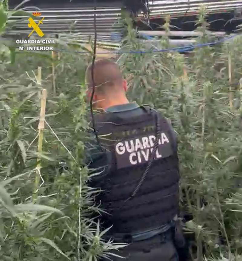 Un agente entre la marihuana de la nave de Burriana  Foto: EFE  Guardia Civil
