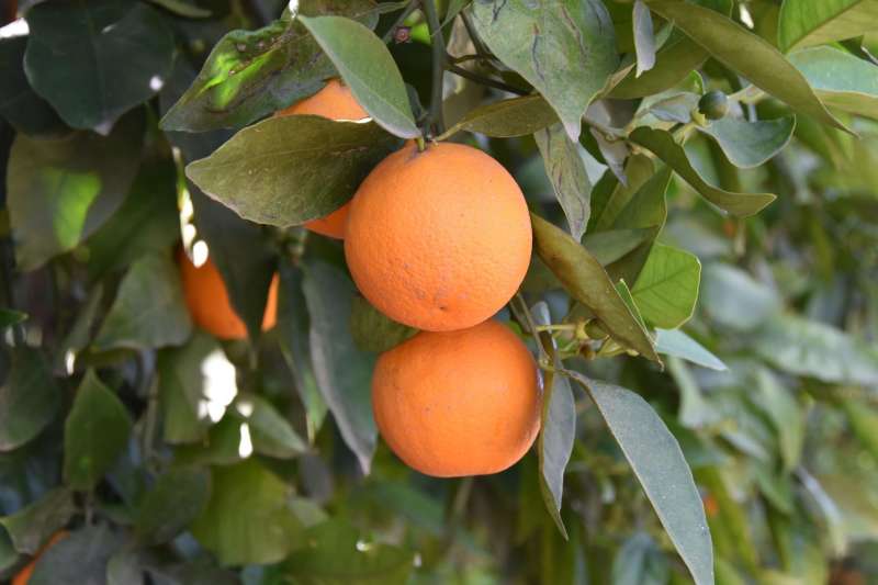 Detalle de una naranjas en un huerto . EFEIvn MejaArchivo
