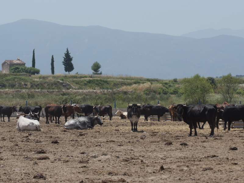 Imagen de archivo de una ganadería. /EPDA