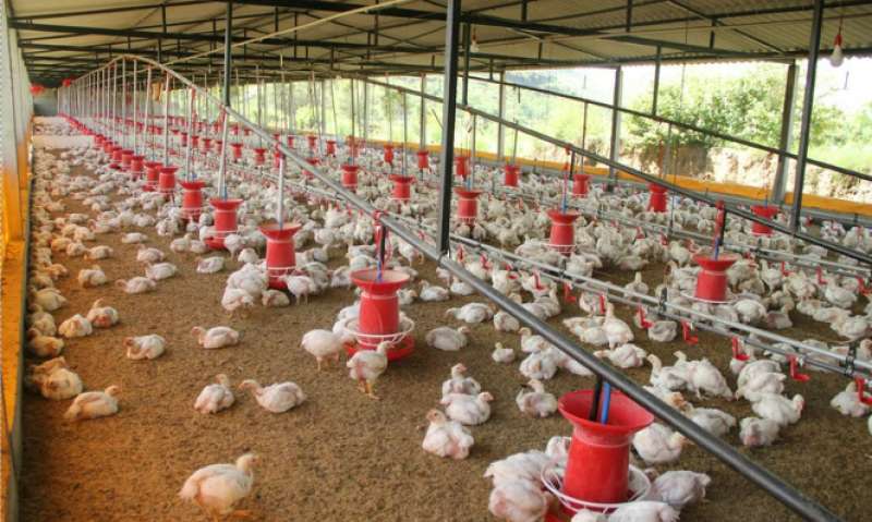 Una granja de gallinas. EPDA