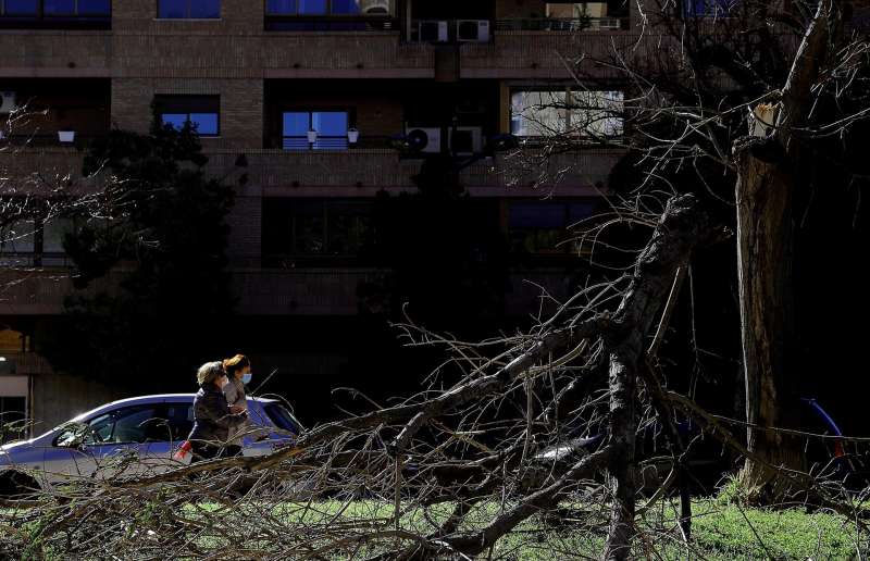 Daños en un árbol causados por el viento en València, en una imagen de archivo. EFE/Manuel Bruque