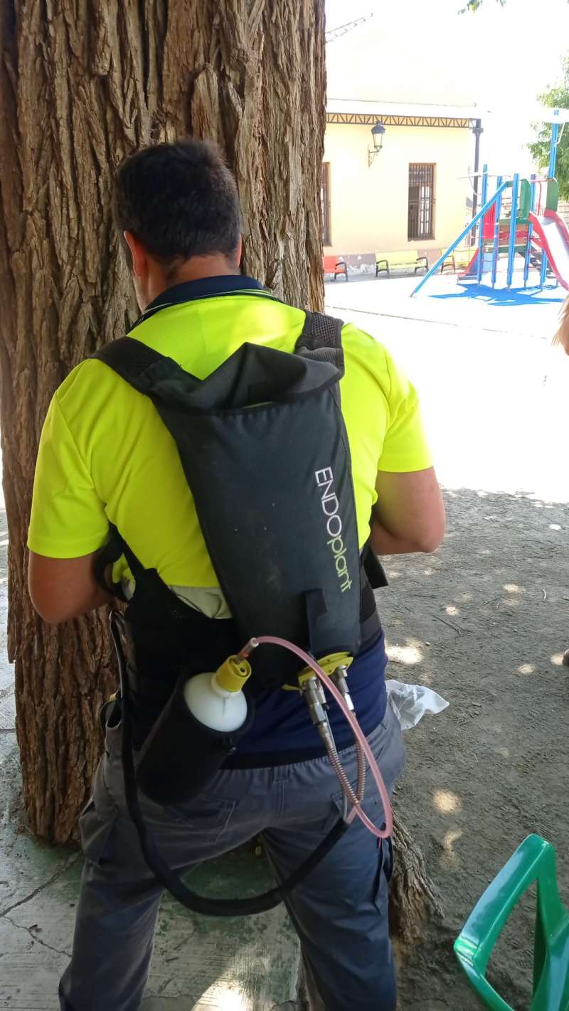 Tratamiento a uno de los rboles de la Glorieta. EPDA