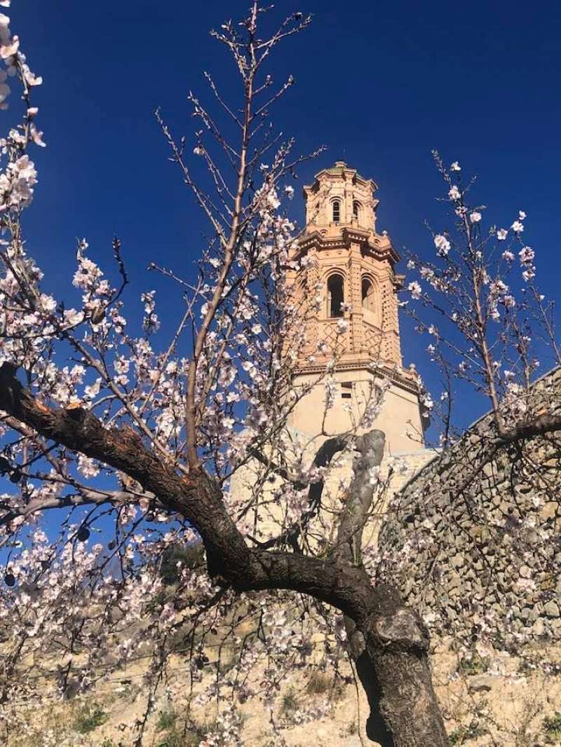 La Torre Mudéjar entre las flores del almendro. Foto: MC. Calpe