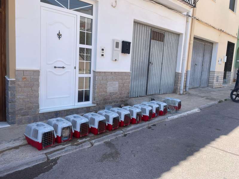 Intervencin para esterilizar gatos en Castellnovo. EPDA