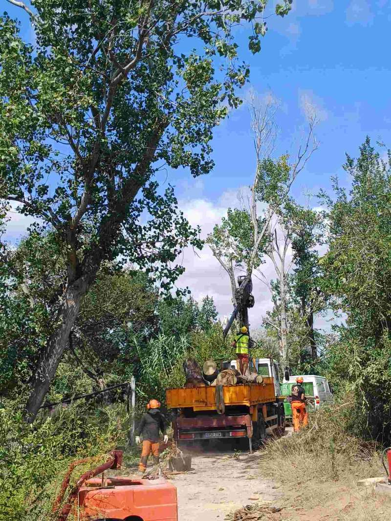 Treballs de poda i retirada d?arbres secs i malesa en el cam Les Salines  Foto: Ajuntament de Burriana