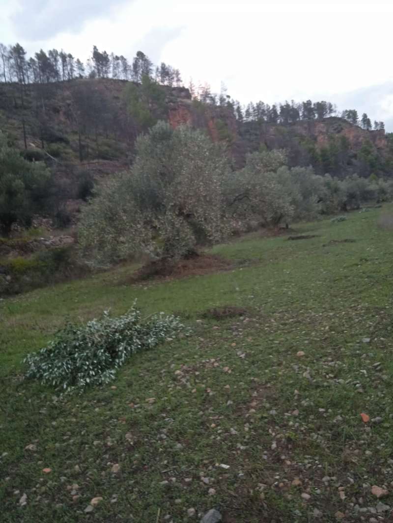 Una de las oliveras de Montn. EPDA