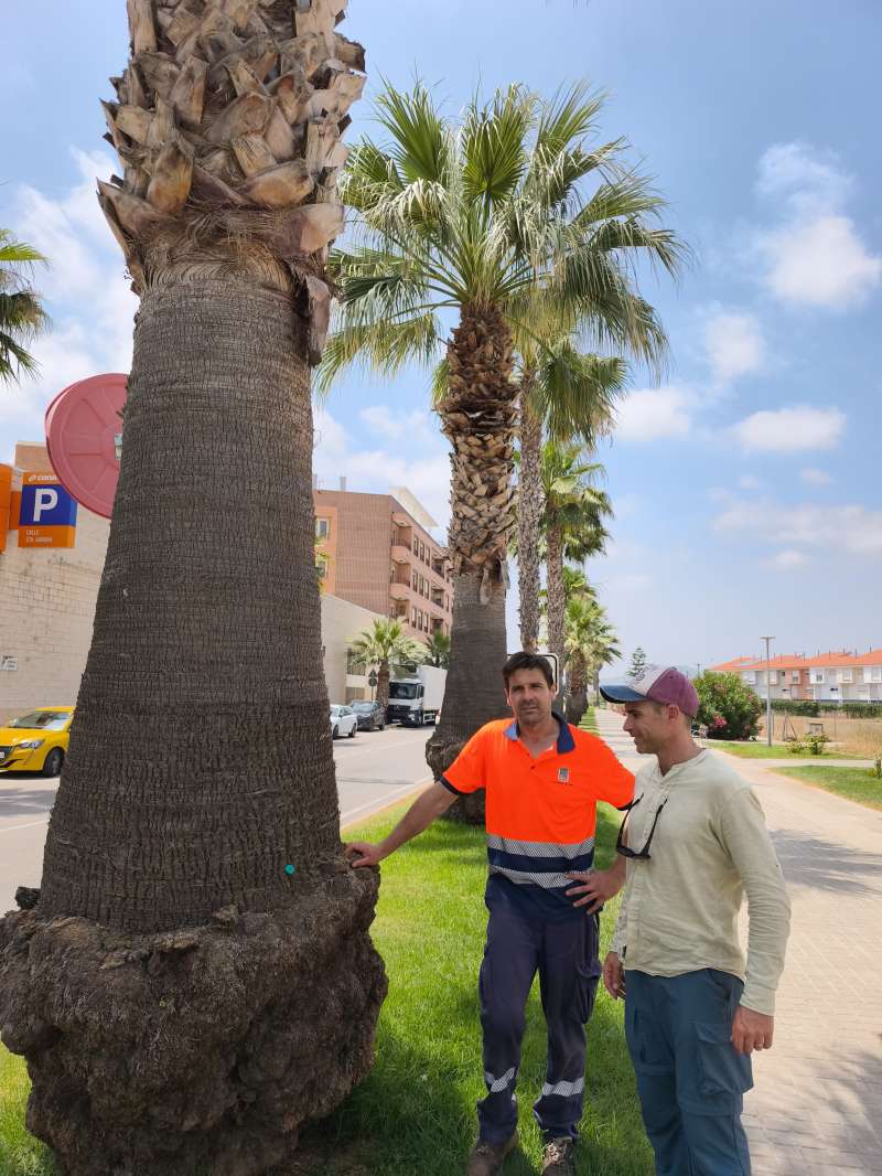Palmeres de Nules.  EPDA 