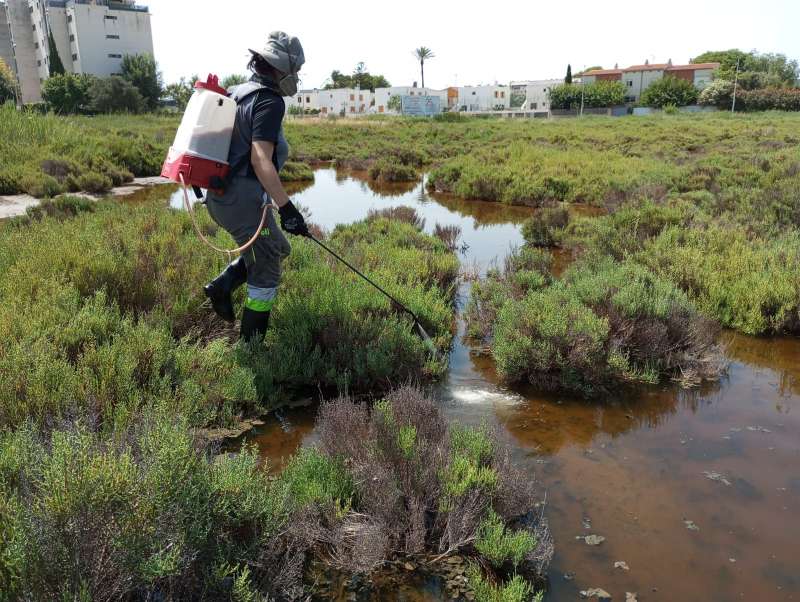Trabajos contra los mosquitos en Benicssim. EPDA