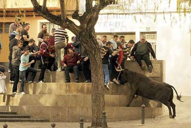 Toros en Altura imagen de Archivo.EPDA