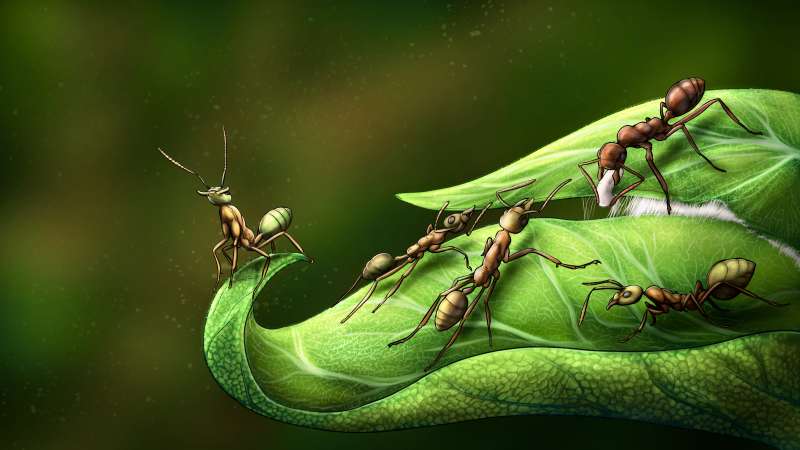 Las hormigas tejedoras del gÃ©nero Oecophylla utilizan sus propias larvas para unir los extremos de las hojas mediante la seda que estas producen. / Sergio Ibarra Mellado