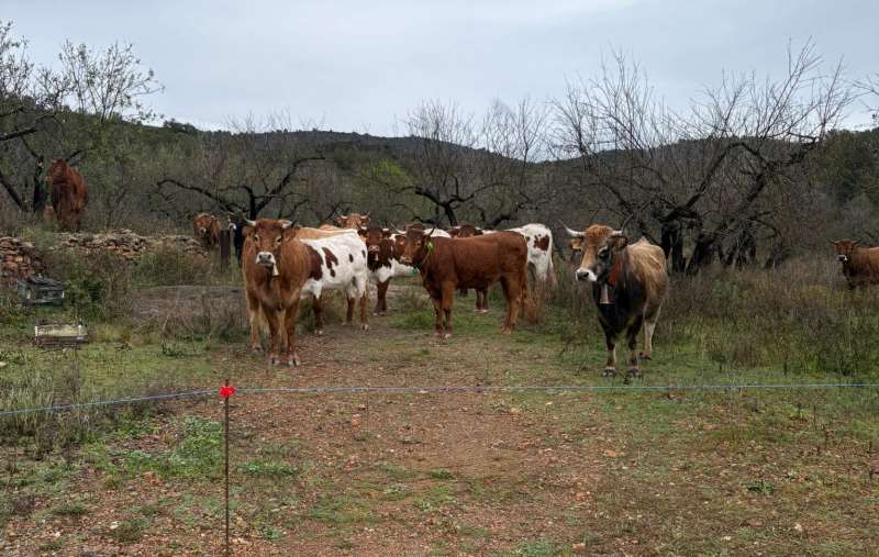 Imagen de las reses del proyecto. EPDA