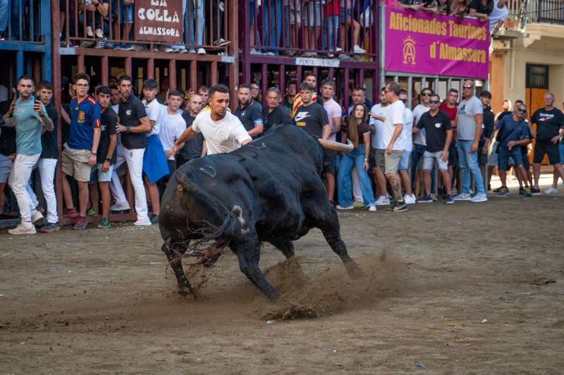 Toros Roser 2025.  EPDA 