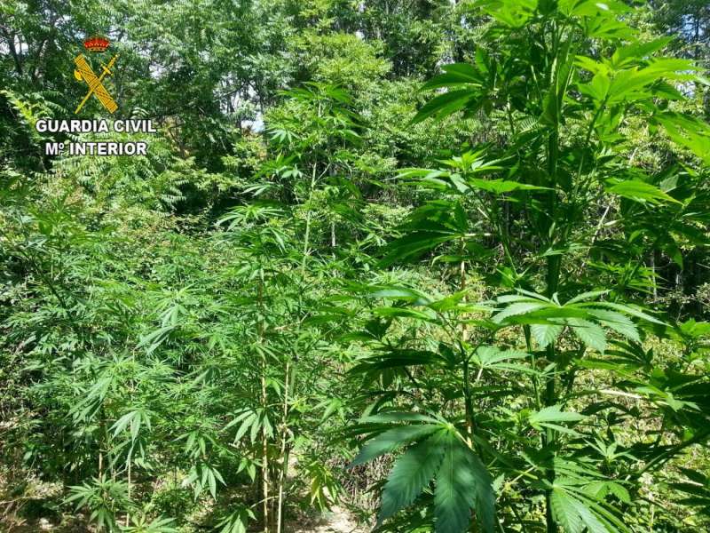Imagen de archivo de la Guardia Civil de una plantacin de marihuana. EFE

