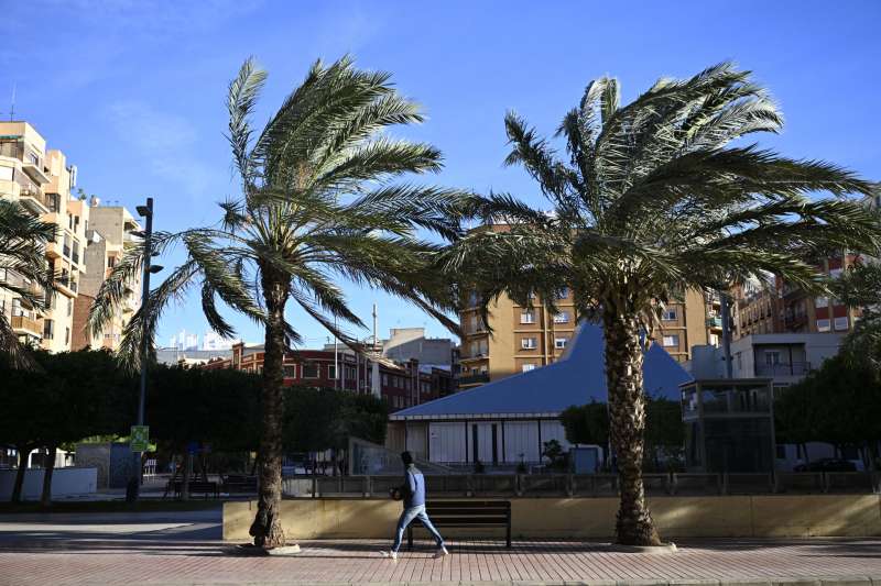Una persona camina junto a varias palmeras durante una jornada de viento en Castell�n. EFEAndreu Esteban
