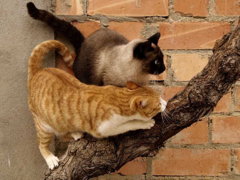 Gatos de una colonia felina de Soneja. EPDA