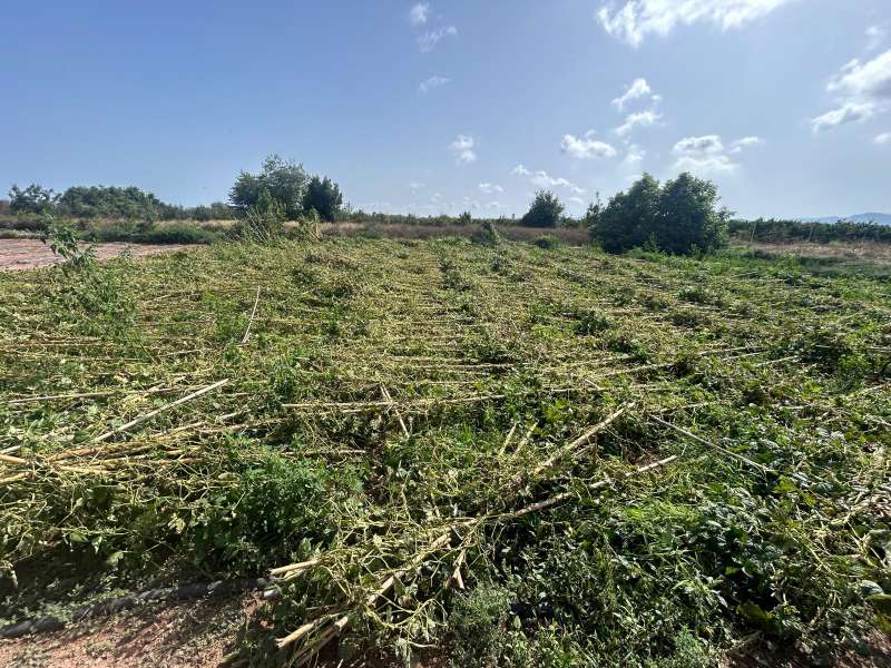 Consecuencias de la granizada en Moncofa. EPDA