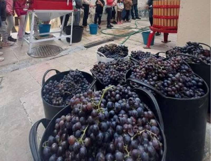 Uvas utilizadas en la actividad. EPDA