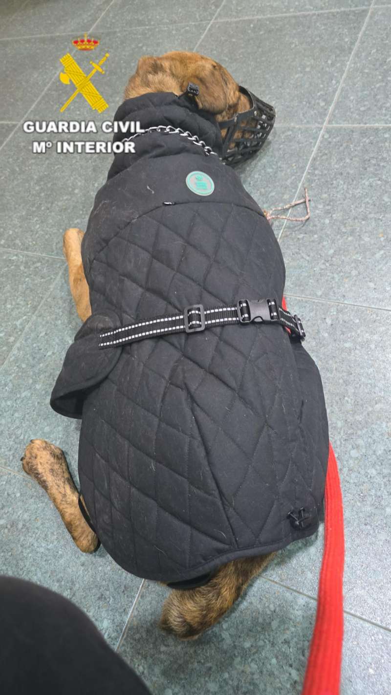 El perro recuperado, en una imagen de la Guardia Civil.  EFE
